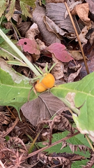 Triosteum aurantiacum