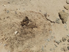 Psammotermes allocerus