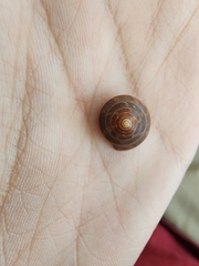 Calliostoma jujubinum