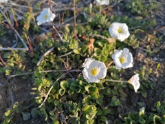 Nierembergia calycina
