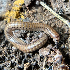 Aniulus