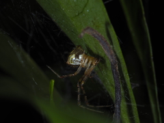 Theridion pyramidale