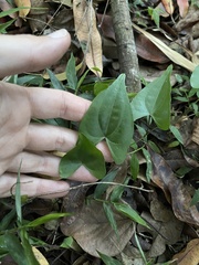 Dioscorea cotinifolia
