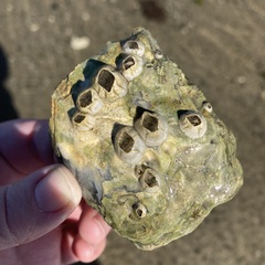 Amphibalanus improvisus