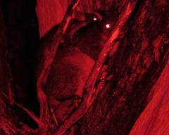 Trichosurus cunninghami
