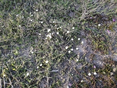 Nierembergia calycina