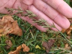 Poa compressa