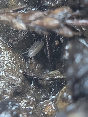 Isopoda