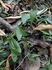 Dioscorea cotinifolia