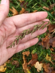 Poa compressa