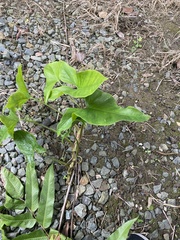 Syngonium podophyllum