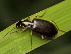 Platyninae