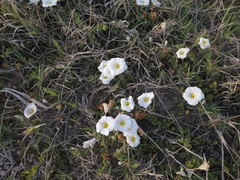Nierembergia calycina