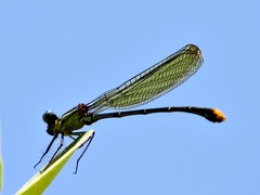 Allocnemis leucosticta