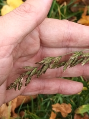 Poa compressa