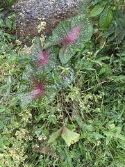 Caladium bicolor