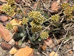 Crassula nudicaulis