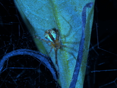 Theridion pyramidale