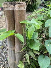 Syngonium podophyllum