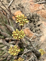 Crassula nudicaulis