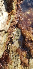 Anthopleura
