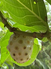 Morinda