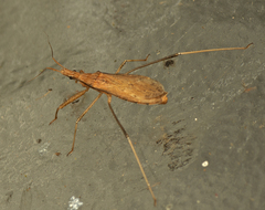 Sastrapada australica