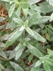 Cerastium tomentosum