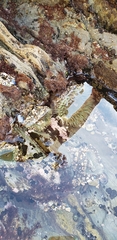 Anthopleura