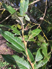 Salix atrocinerea