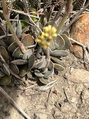 Crassula nudicaulis