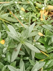 Cerastium tomentosum