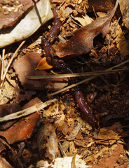 Lumbricus terrestris