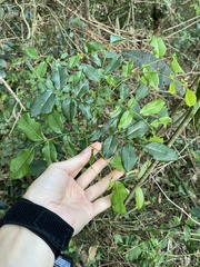 Dalbergia obovata