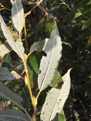 Salix atrocinerea
