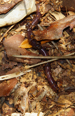 Lumbricus terrestris