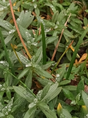Cerastium tomentosum
