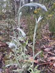 Chrysocephalum apiculatum