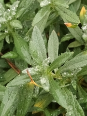 Cerastium tomentosum