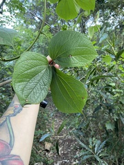 Dioscorea dregeana
