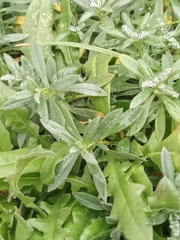 Cerastium tomentosum