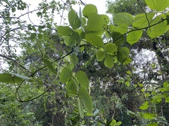 Dioscorea dregeana
