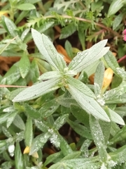 Cerastium tomentosum