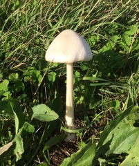 Amanita vaginata alba