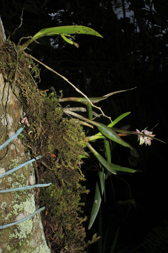 Epidendrum hamatum (Garay) Dressler 2