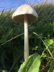 Amanita vaginata alba