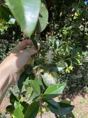 Syzygium