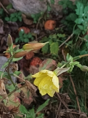 Oenothera glazioviana