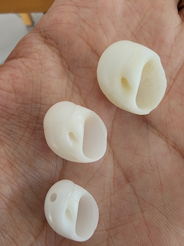Polinices lacteus