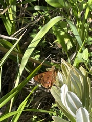 Trapezites symmomus